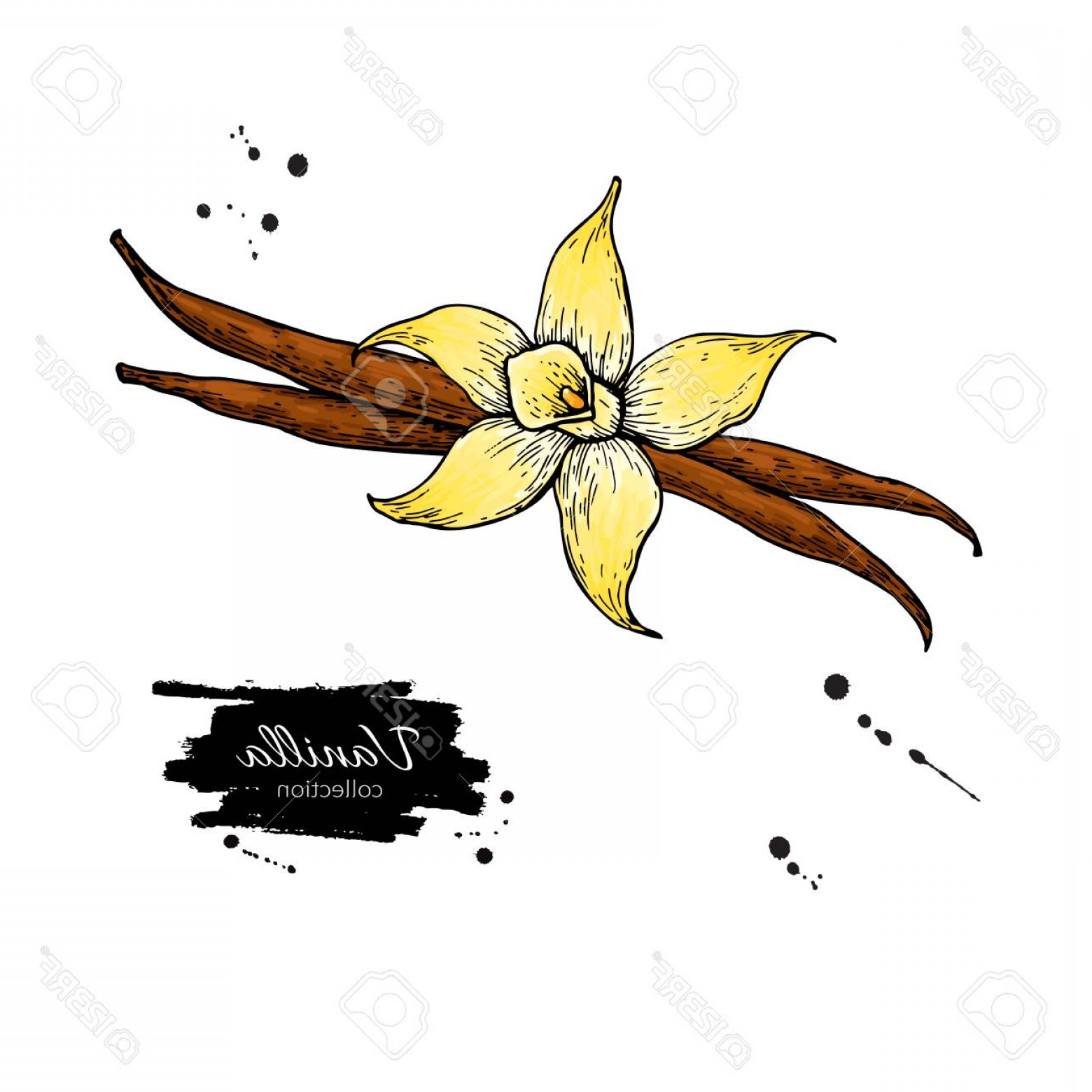 Photostock Vector Vanilla Flower And Bean Stick Vector Drawing 1560x1560 Photostock Vector Vanilla Flower And Bean Stick Vector Drawing