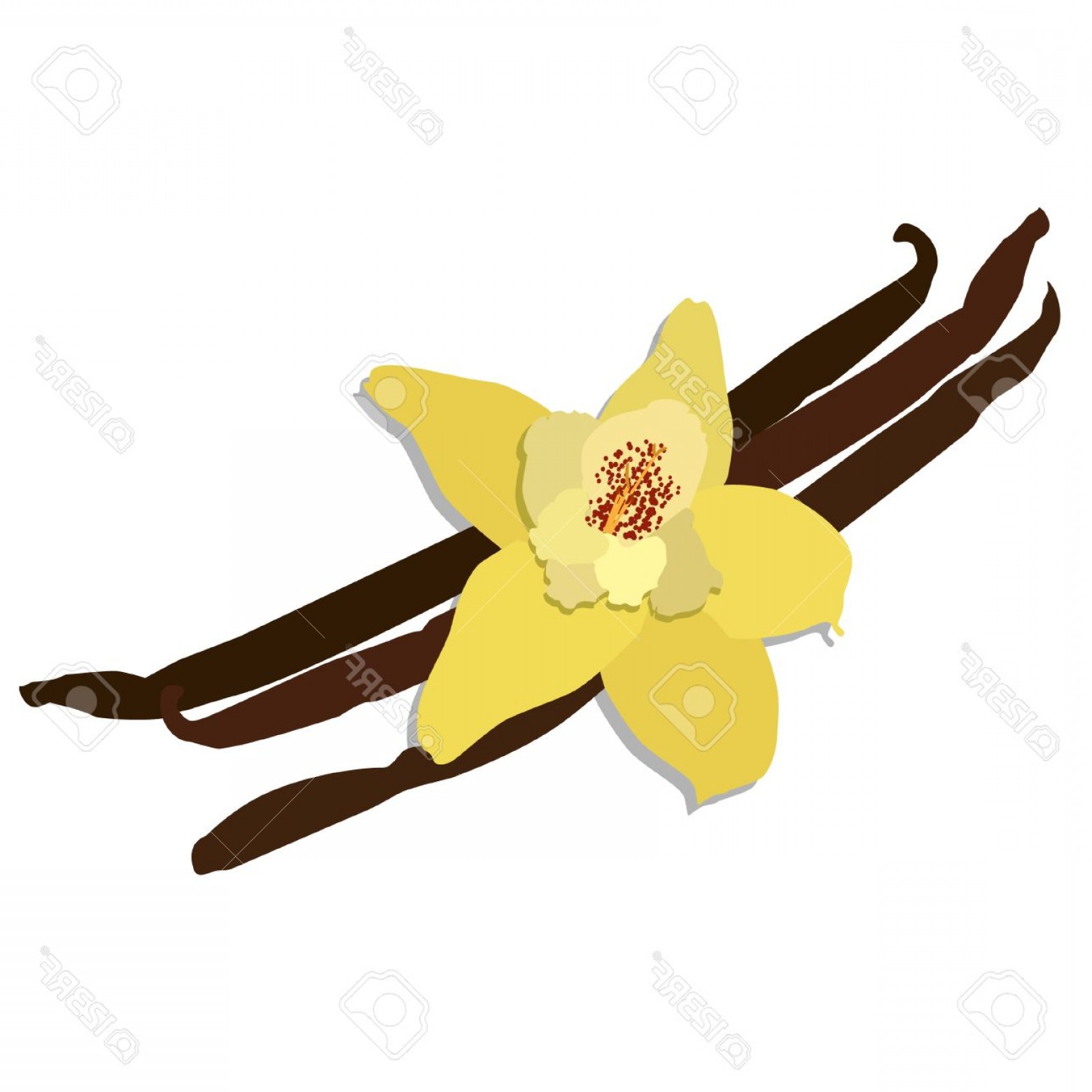 Photostock Vector Vanilla Flower Vanilla Bean Vanilla Pod Vanilla 1560x1560 Photostock Vector Vanilla Flower Vanilla Bean Vanilla Pod Vanilla