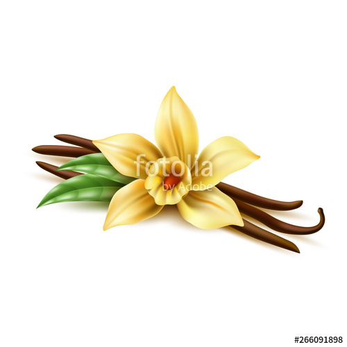 Realistic Vanilla Flower With Dry Sticks, Green Leaves Vector 500x500 Realistic Vanilla Flower With Dry Sticks, Green Leaves Vector