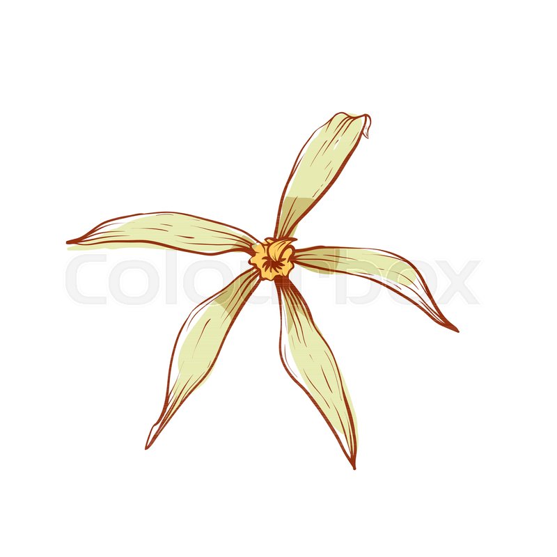 Vanilla Flower Vector