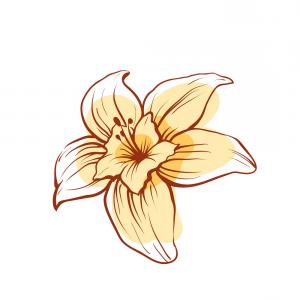 300x300 Vanilla Flower Bean Stick Vector Drawing Catchsplace