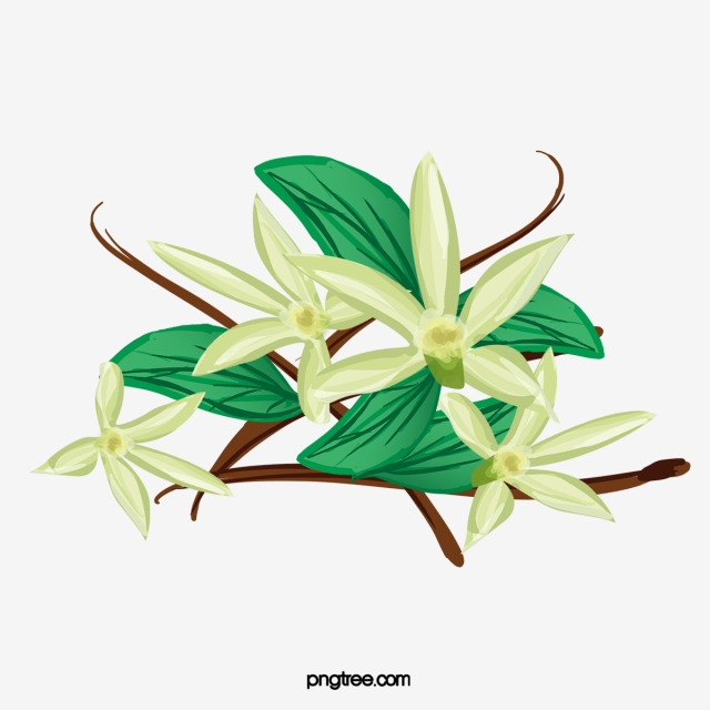 640x640 Vanilla Flower Vector, Flowers, Retro, Blade Png Transparent