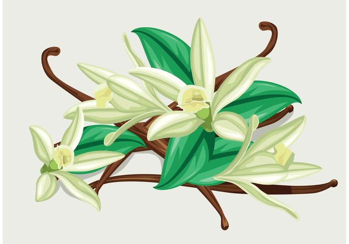 700x490 Vanilla Flower Vector
