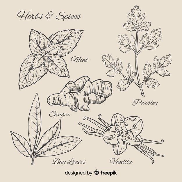 626x626 Vanilla Flower Vectors, Photos And Free Download