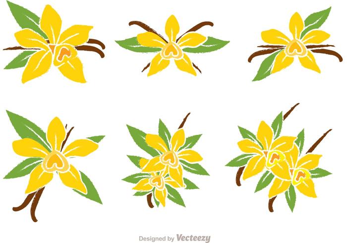 700x490 Vanilla Flower Vectors