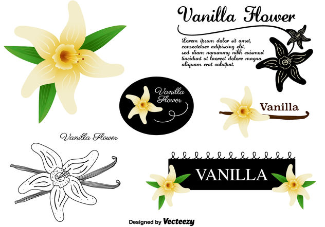 632x442 Vanilla Flower Vectors Set Free Vector Download Cannypic