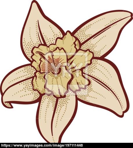 458x512 Vanilla Flower Vector