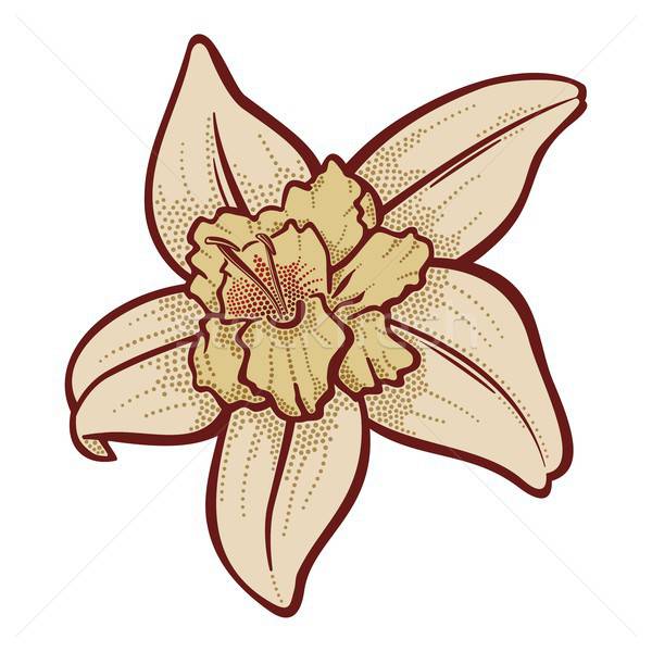 600x600 Vanilla Flower Vector Illustration Sifis Diamantidis