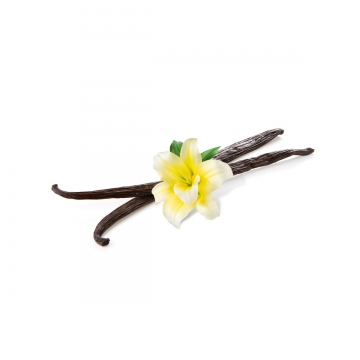 360x360 Vanilla Png, Vector, And Clipart With Transparent Background