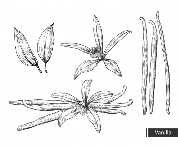 626x521 Vanilla Flower Vector Premium Download