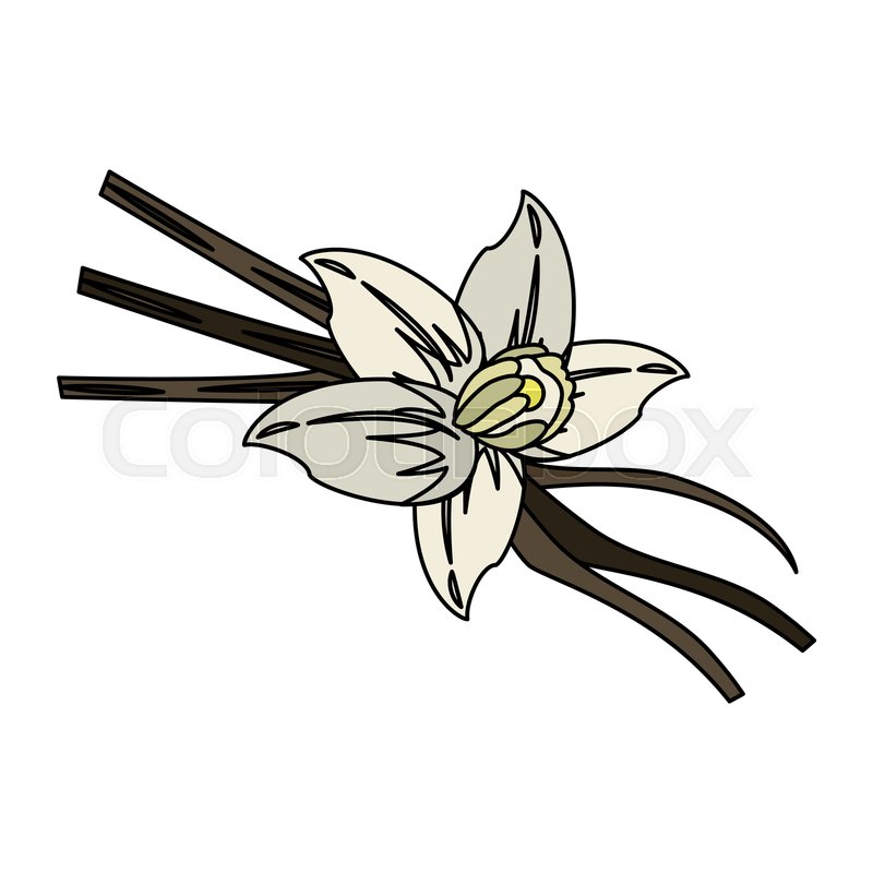 800x800 Vanilla Flower And Pods Icon Image Stock Vector Colourbox