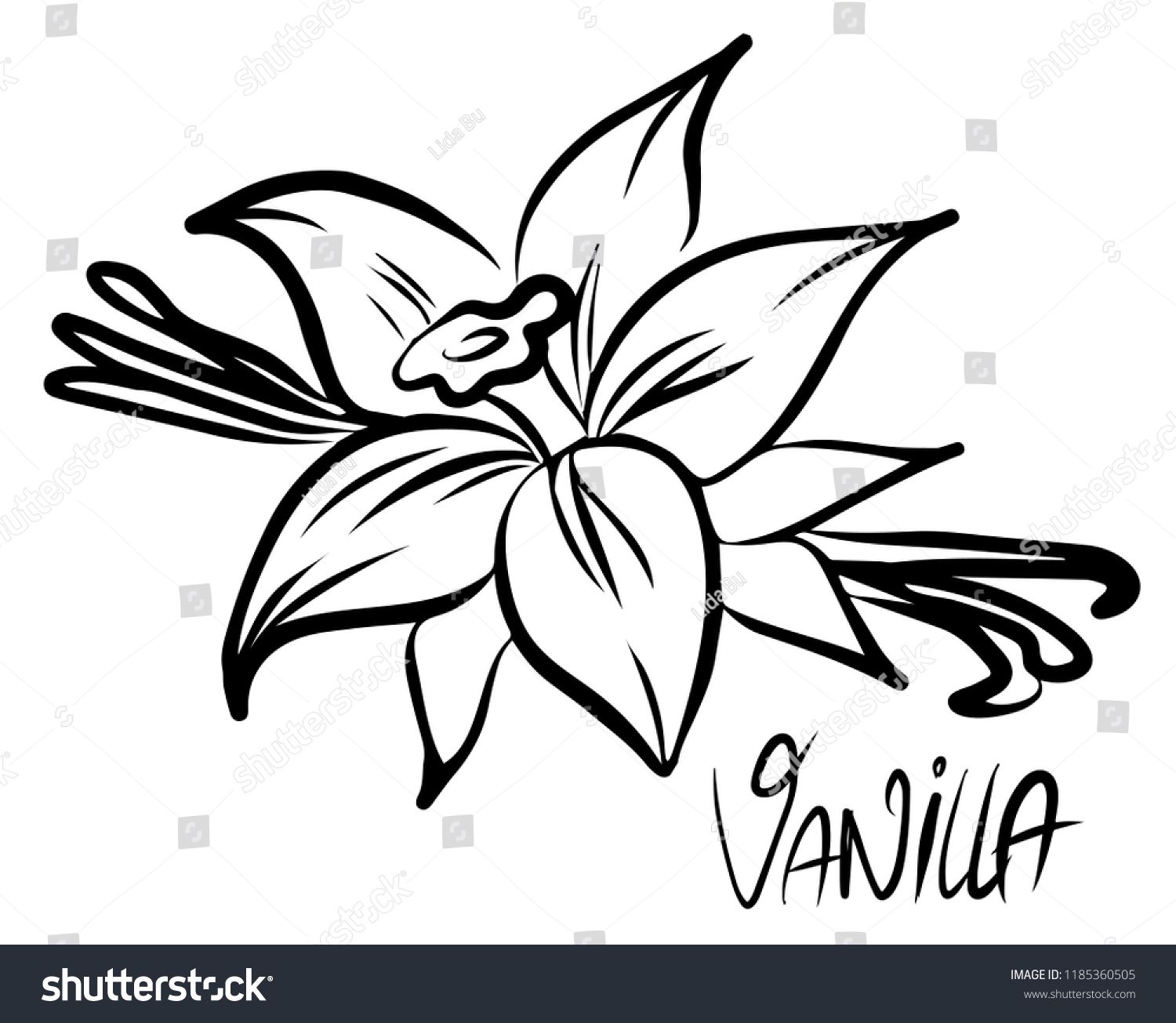 1500x1305 Vanilla Flower And Stick Isolated On White Background Vector