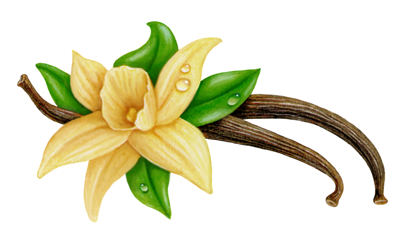 800x478 Vanilla Flower Clipart Free Cliparts Download Images