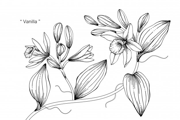 626x417 Vanilla Flower Drawing Illustration Vector Premium Download
