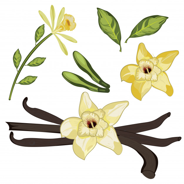 626x626 Vanilla Flower With Leaf Vector Premium Download