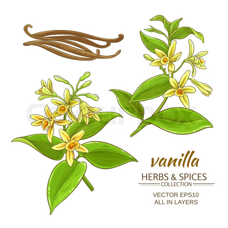 800x800 Vanilla Flowers Vector Set On White Stock Vector Colourbox