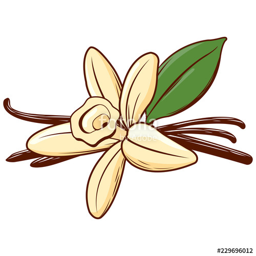 500x500 Vector Illustration Of A Vanilla Flower And Pod Stock Image