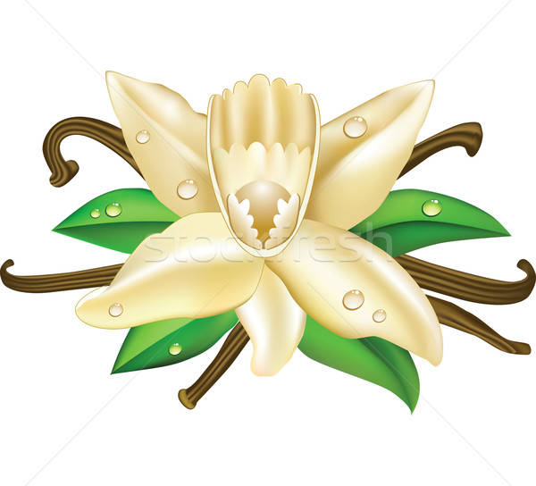 600x544 Vector Illustration Vanilla Flowers Vector Illustration Tatsiana