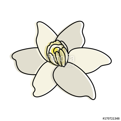 500x500 Vanilla Flower Icon Image Vector Illustration Design Stock Image