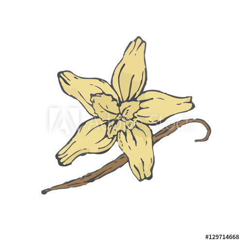 500x500 Vanilla Flower Vector