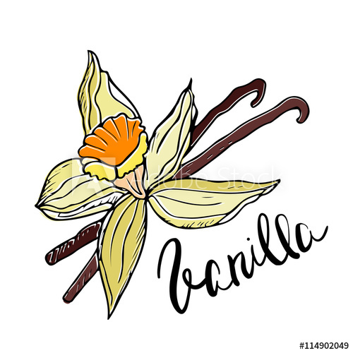 500x500 Hand Drawn Vanilla Flower And Pods Vector Illustration