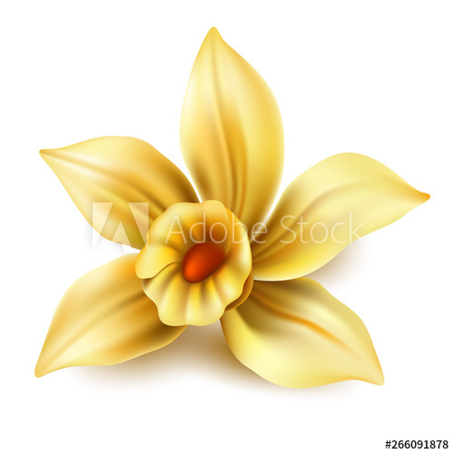500x500 Realistic Vanilla Flower Vector Yellow Orchid, Daffodil