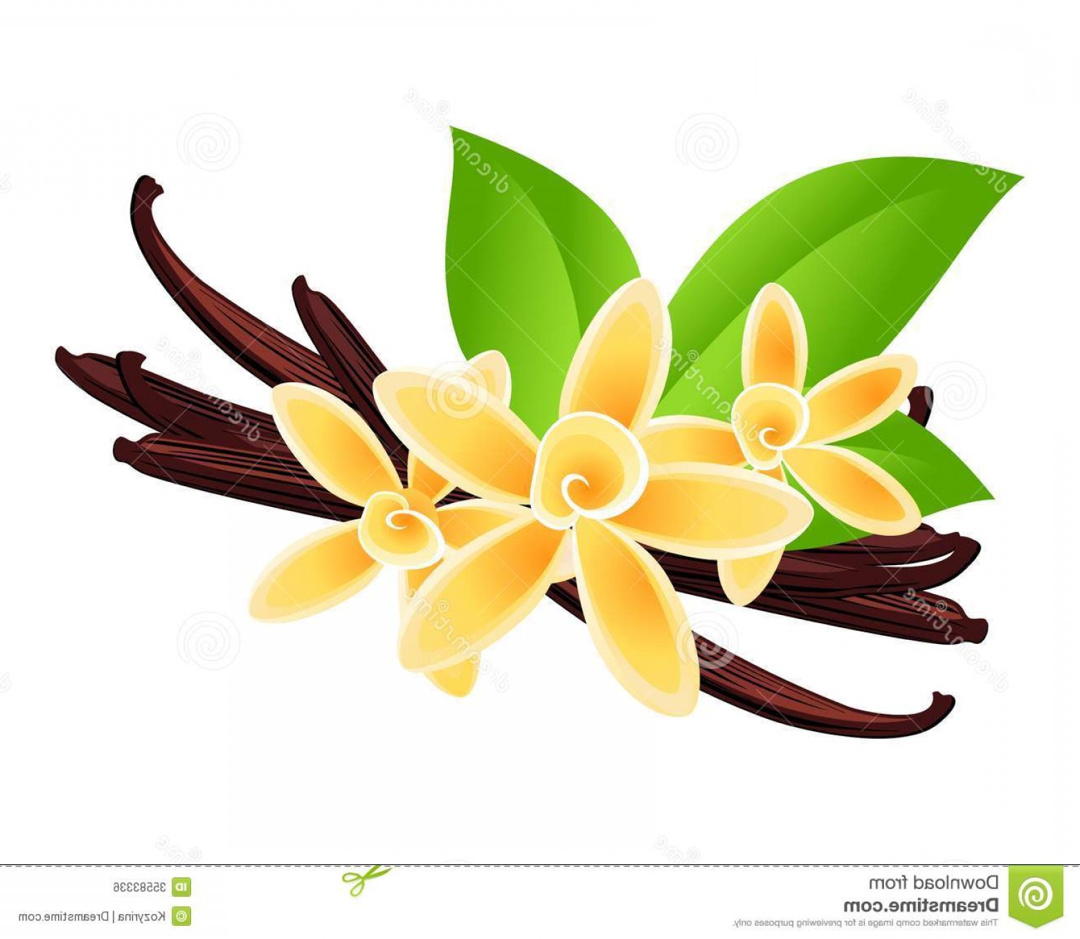 1560x1356 Royalty Free Stock Image Vanilla Flowers Vector Floral Background