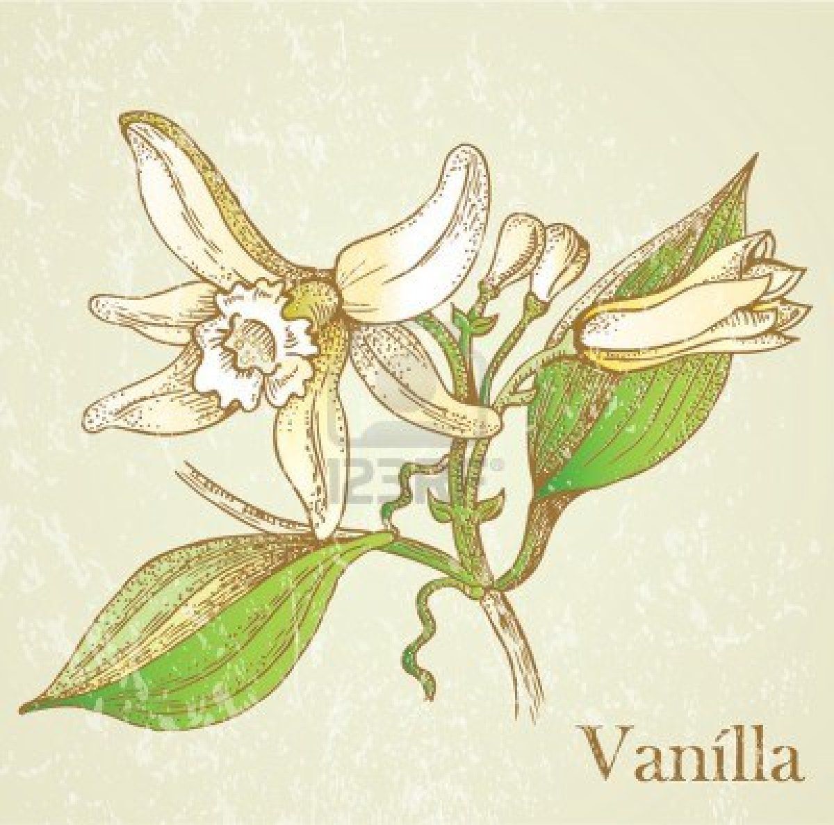 1200x1188 Stock Vector Packaging In Illustration, Botanical