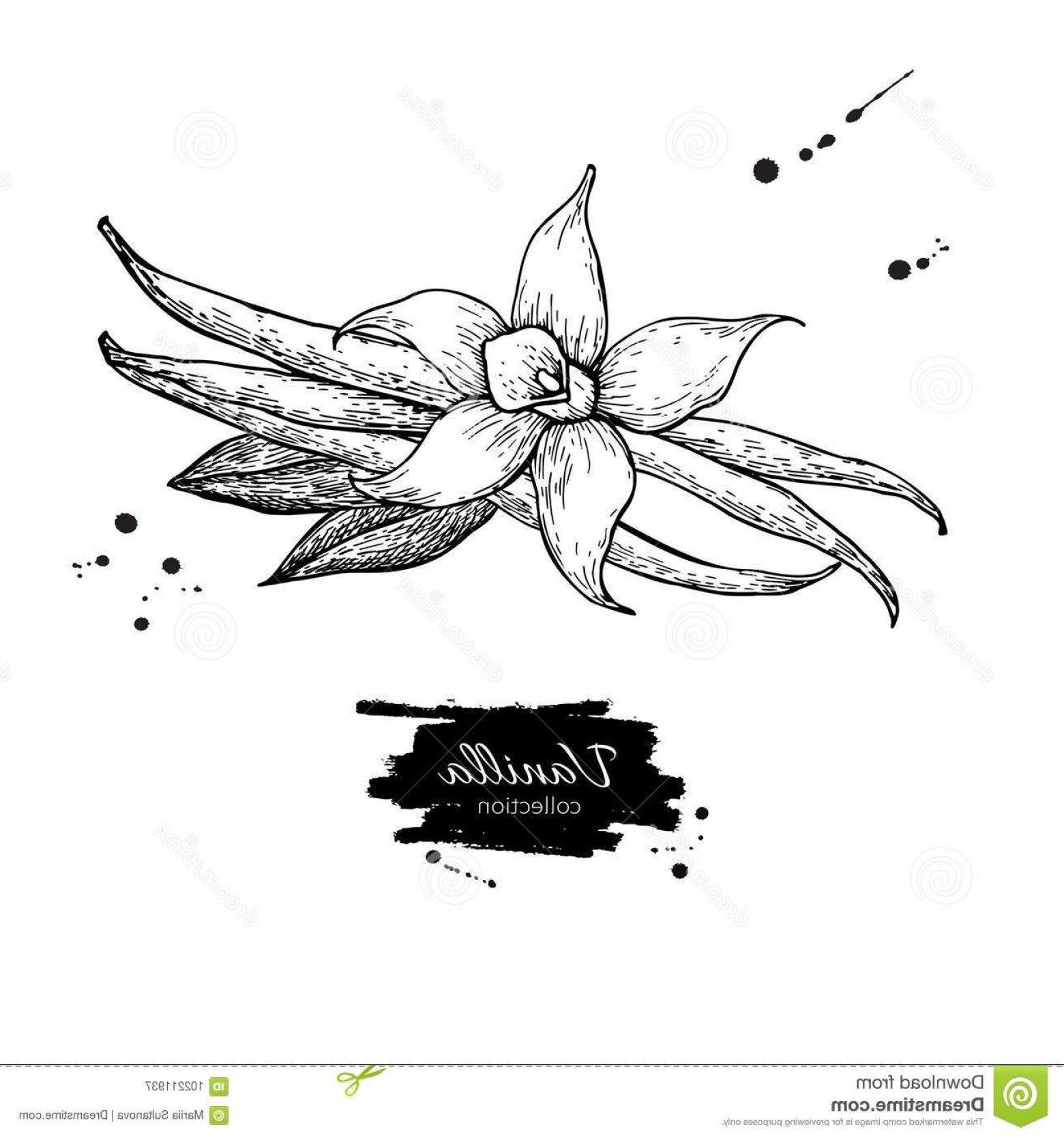 1560x1668 Vanilla Bean Vector Catchsplace