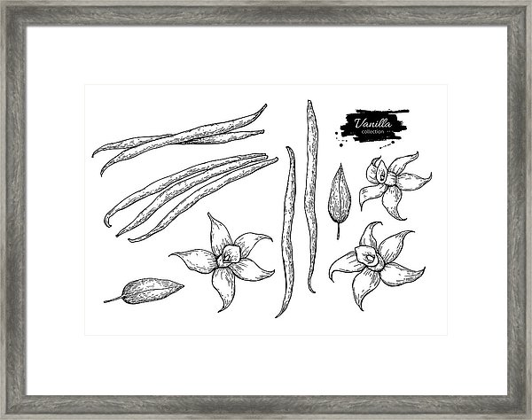 600x474 Vanilla Flower And Bean Stick Vector Drawing Set Hand Drawn