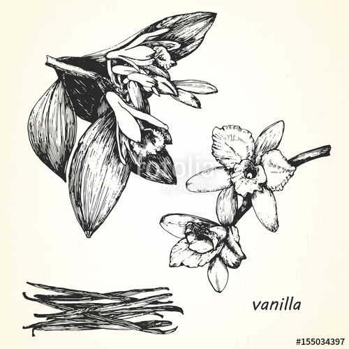 500x500 Hand Drawn Illustration Of Vanilla Vector Stock Image