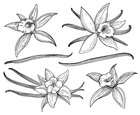 489x400 Page Vanilla On Curated Vector Illustrations, Stock Royalty Free