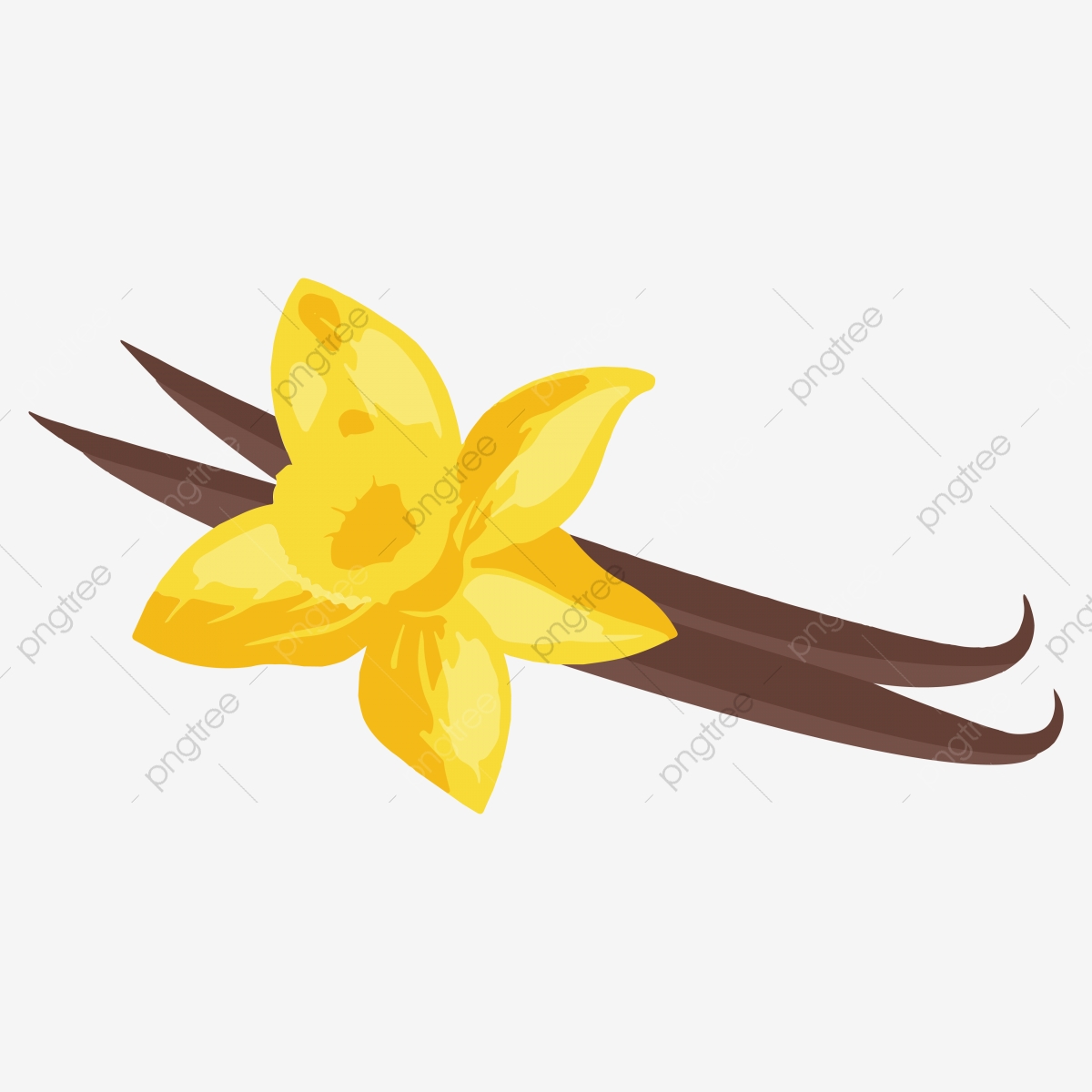 1200x1200 Vanilla Vector Art, Healthy Food, Food, Vanilla Plant Png