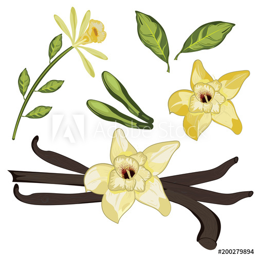 500x500 Vanilla Vector Art