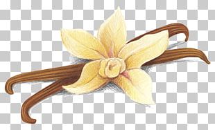 310x188 Vanilla Vector Png Images, Vanilla Vector Clipart Free Download