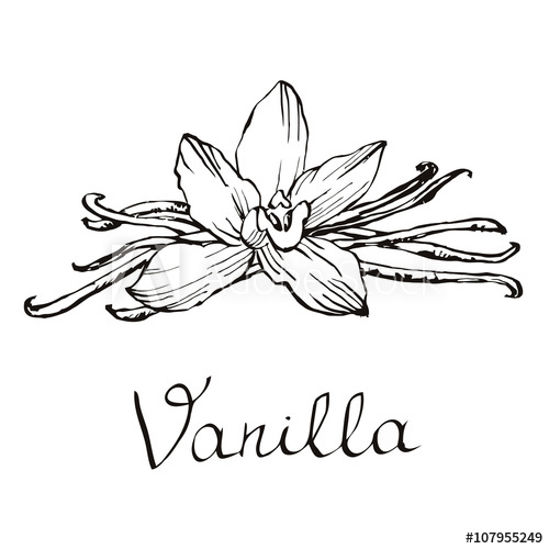 500x500 Vanilla Beautiful Flowers And Beans Hand Drawn Sketches Vector