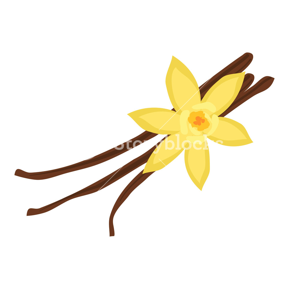 1000x1000 Vanilla Icon Cartoon Illustration Of Vanilla Vector Icon For Web