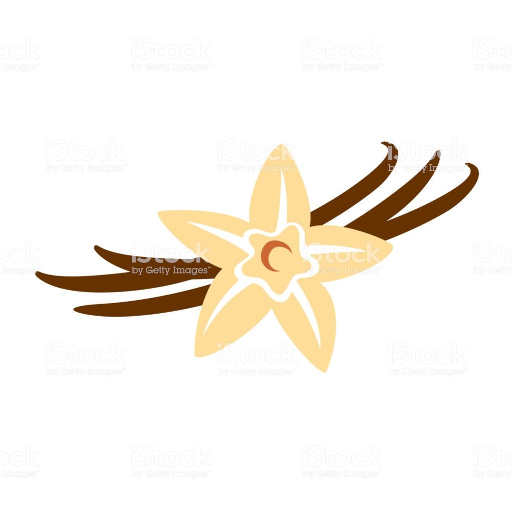 1024x1024 Vanilla Wlower With Pods Color Silhouette Illustration Tvc