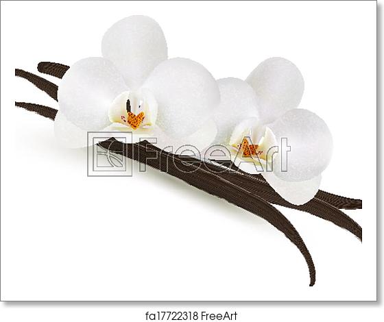 560x470 Free Art Print Of Vanilla Vector Freeart
