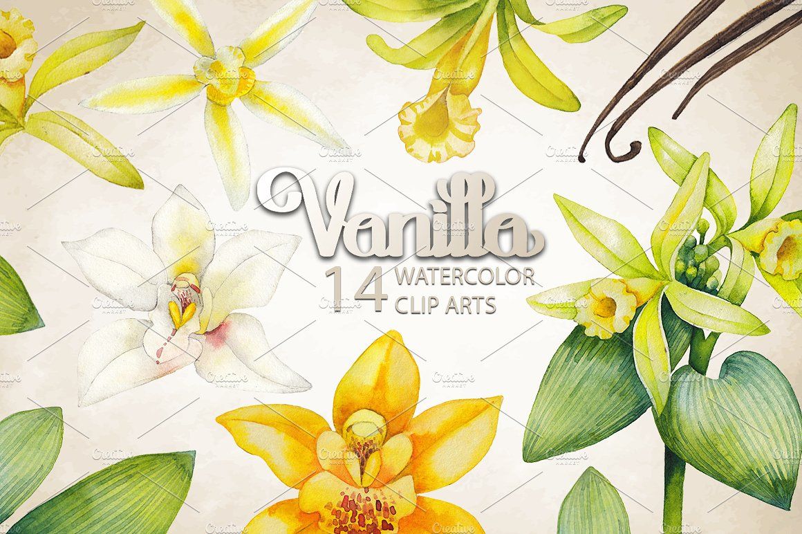 1160x772 Graphic And Watercolor Vanilla