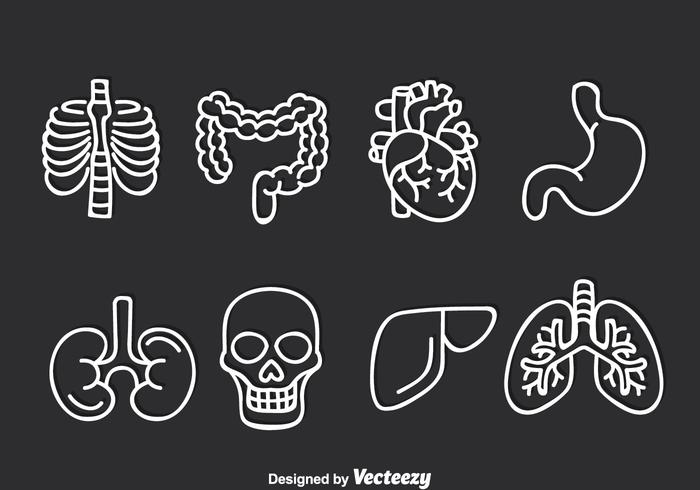 700x490 Human Organ Vector Set