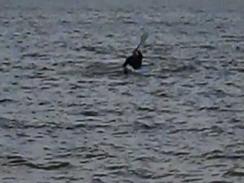 480x360 Vector In Water Testing