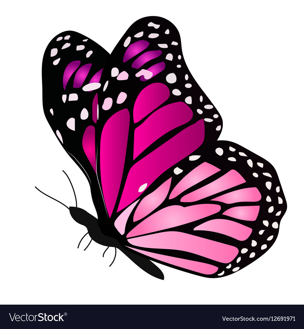 1000x1080 Butterfly Vectors