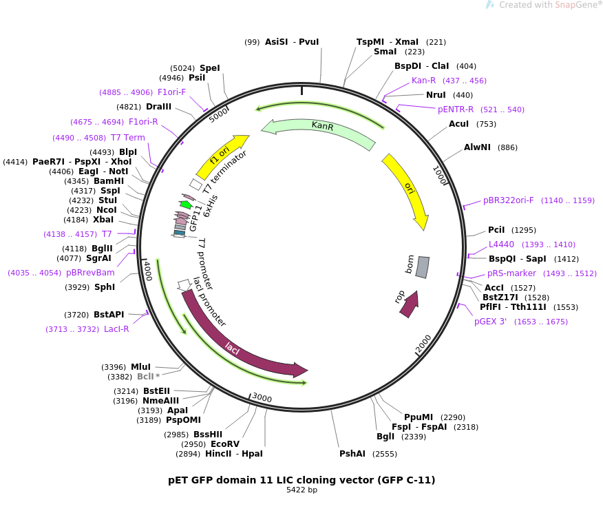 Addgene Pet Gfp Domain Lic Cloning Vector 876x742 Addgene Pet Gfp Domain Lic Cloning Vector
