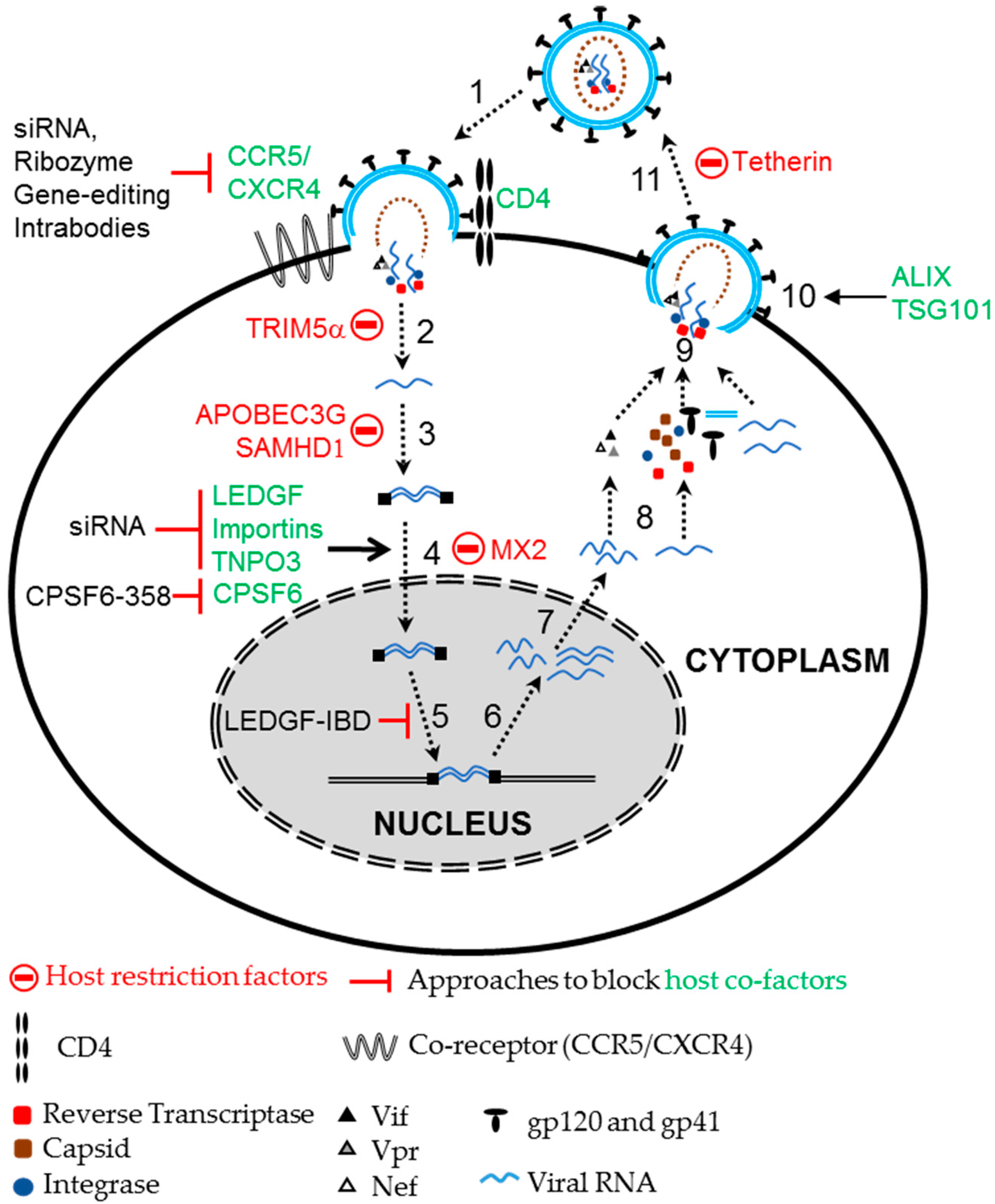 2620x3171 Biomedicines Free Full Text Prospects For Foamy Viral Vector