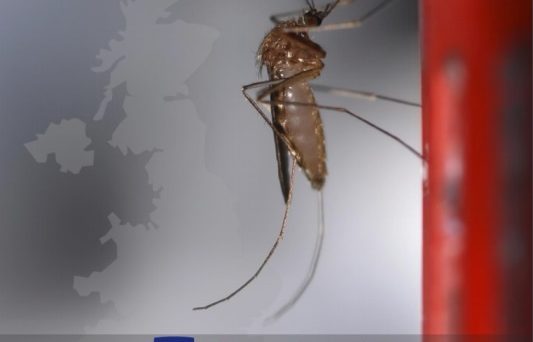 533x342 Vector Borne Diseases In The Uk Biennial Conference