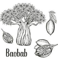238x250 Baobab Icon Set Vector Art Design In Baobab Tree
