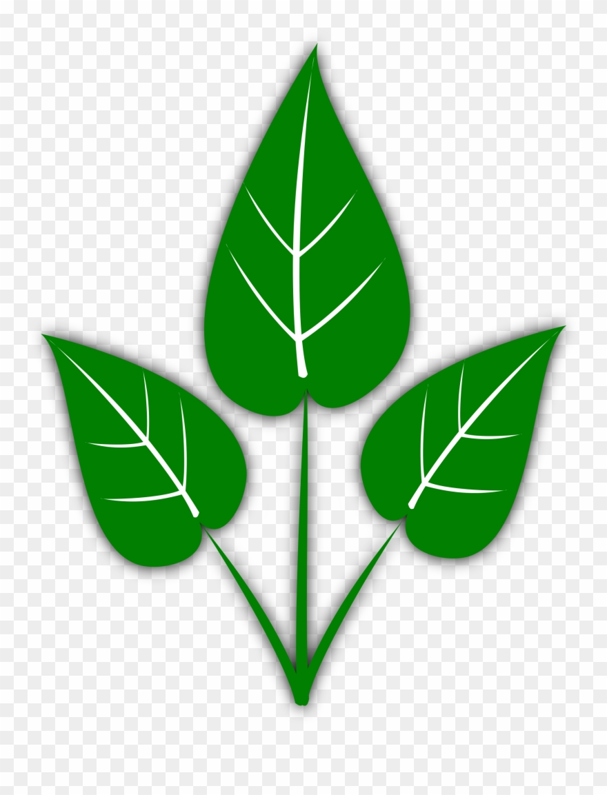 880x1153 Leaf Clip Art