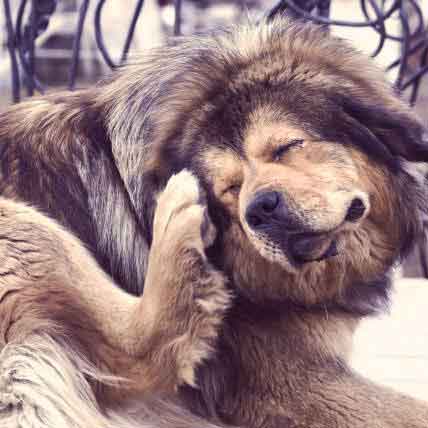 428x428 Vectra Stops Fleas Ticks In Dogs Petcarerx