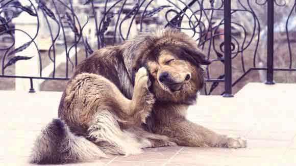 580x326 Vectra For Dogs